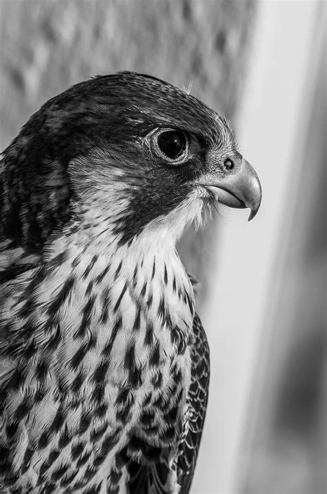 1920x1080px Free Download Hd Wallpaper Bird Peregrine Falcon