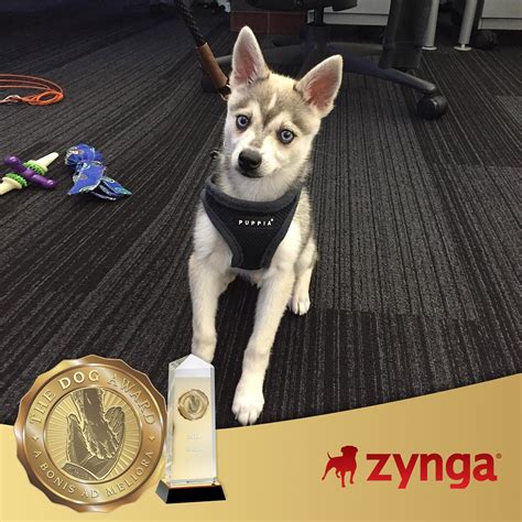 Dogswork Named Zynga As A 2018 Recipient Of The Dog Award The Dog