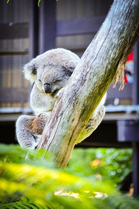 10 Interesting Facts about Koala Bears - Four Paw Square