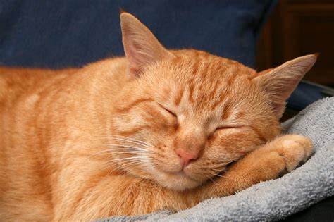 Red Cat Is Sleeping Wallpapers And Images Wallpapers Pictures Photos