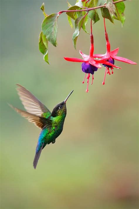 Collect, curate and comment on your files. Hummingbird Facts | How Big Are Hummingbirds?