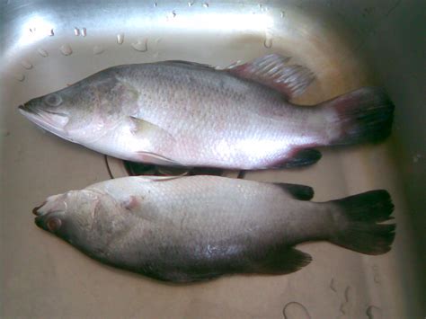 Maybe you would like to learn more about one of these? Diangkufaridah: Ikan siakap stim