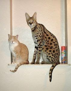 The savannah is an active, adventurous cat who needs his or her playtime. savannah cat - Google Search #SavannahCat | Serval cats ...