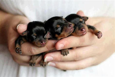Tips How To Take Care Of New Born Rottweiler Puppies Premium Pet House