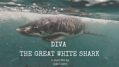 Diva The Great White Shark Documentary Youtube