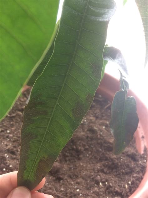 Diagnosis Why Are The Leaves On My Mango Seedling Turning Brown