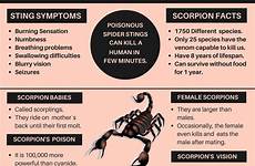 scorpion stings fatal sting bite remedies painful livealittlelonger