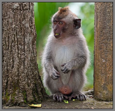Visual Art Gallery Fotografías De Changos Monos Simios Y Primates