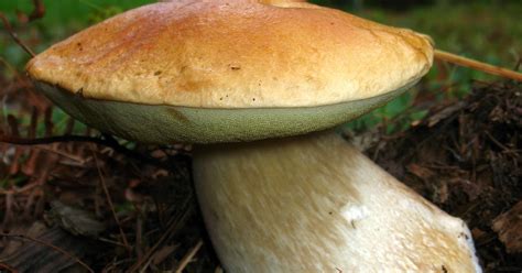 Edible Mushrooms In Washington State All Mushroom Info