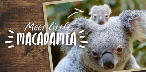Australian Macadamias Wins Gold At Public Relations Awards Australian