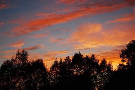 Foto De Stock Gratuita Sobre Amanecer Anochecer Arboles Cielo