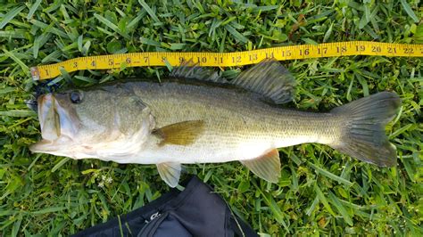 Smallmouth Bass Pictures