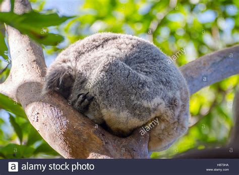Koala Bear On A Tree Hi Res Stock Photography And Images Alamy