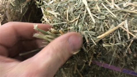 Whats The Difference Between Straw And Hay Best 16 Answer