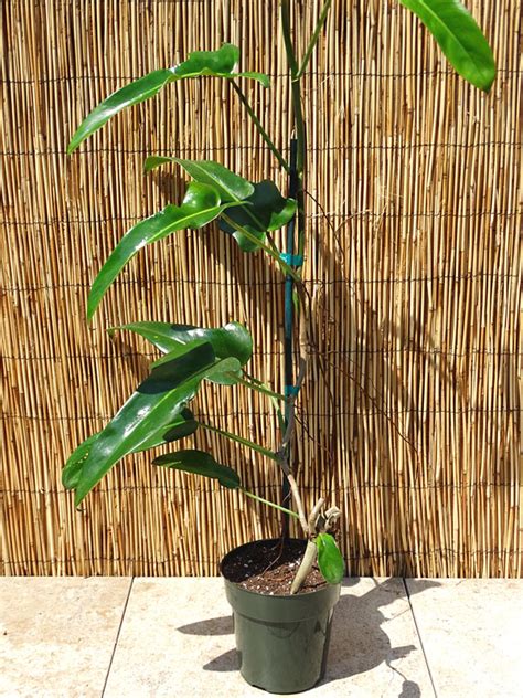 Philodendron, xanadu (the older, larger garden type is philodendron bipinnatifidum; Philodendron Mexicanum Plant in 2x2x7″ Pot - Kens ...