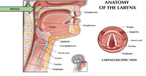 During normal digestion, food goes down the esophagus (the tube at the back of your throat) through a muscle or valve known as the lower esophageal sphincter (les), and into the stomach. Mucus Stuck In Throat - Causes, Treatment, Prevention