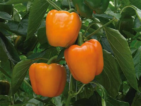 Orange Sweet Bell Pepper Non Gmo Heirloom Variety Sizes Etsy