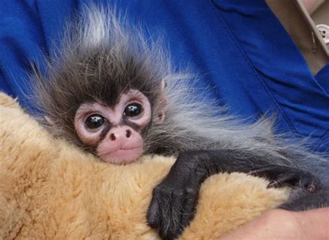Meet Estela The Hand Reared Baby Spider Monkey Zooborns