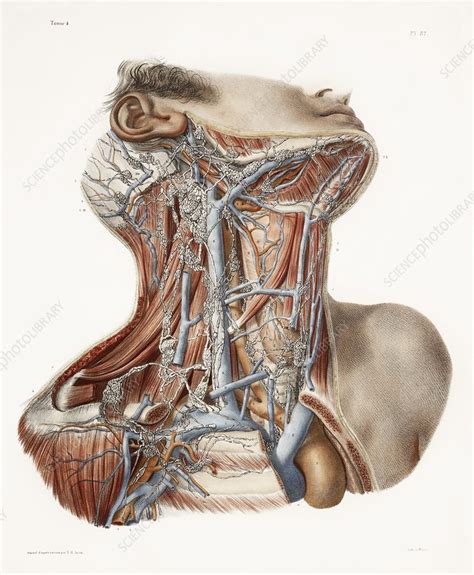 Neck Anatomy 19th Century Artwork Stock Image C0098028 Science