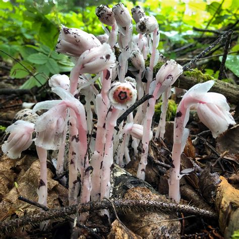 This Ghostly Parasitic Plant Survives By Hacking The Wood Wide Web