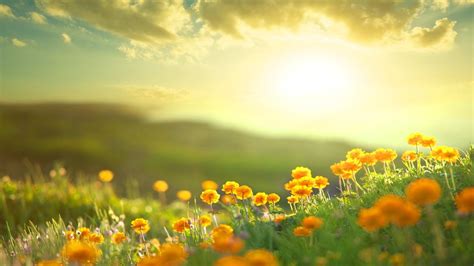 Sunshine And Flowers Wallpapers On Wallpaperdog