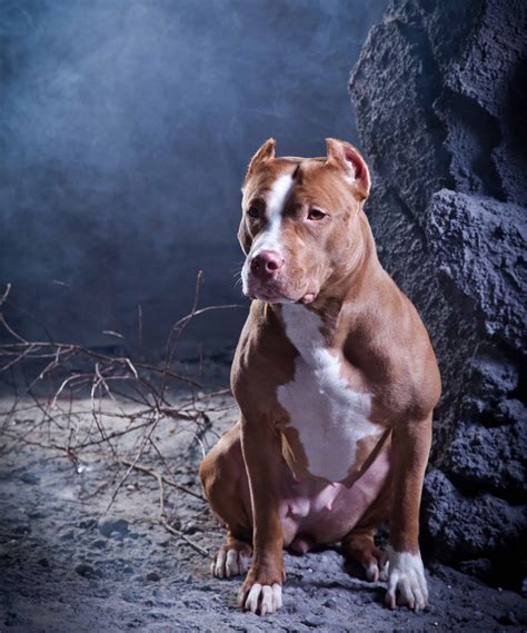 Almost always obedient, it is always eager to please its master. Pitbull Terrier Dog Breed Information , stats (Photos ...