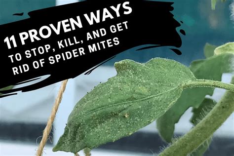 11 Proven Ways To Stop Kill And Get Rid Of Spider Mites Backyard