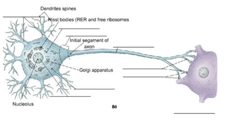 Multipolar Neuron Diagram Quizlet