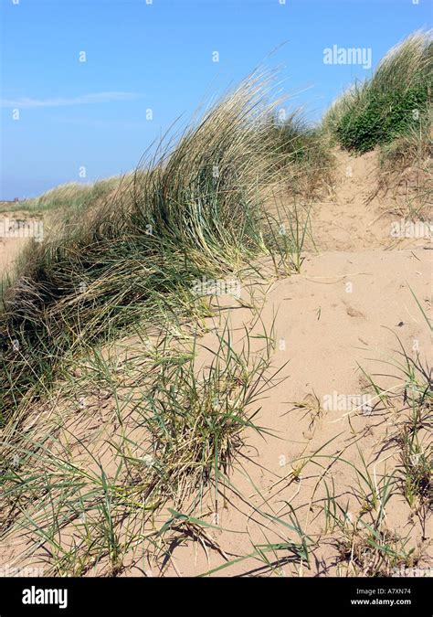 Stabilizing Sand Dunes Hi Res Stock Photography And Images Alamy