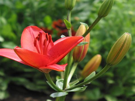 Peach Lily Flower Pictures 2647 : Wallpapers13.com