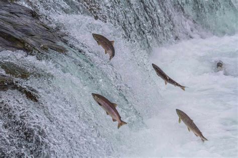 See Hundreds Of Bright Red Salmon Swim Upriver Toward A Rainbow