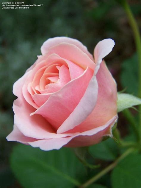 Plantfiles Pictures Floribunda Rose Pretty Lady Rosa By Daylilyslp