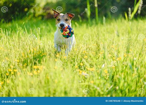 Happy Pet Dog Playing Fetch Game With Toy Ball In Meadow With Summer