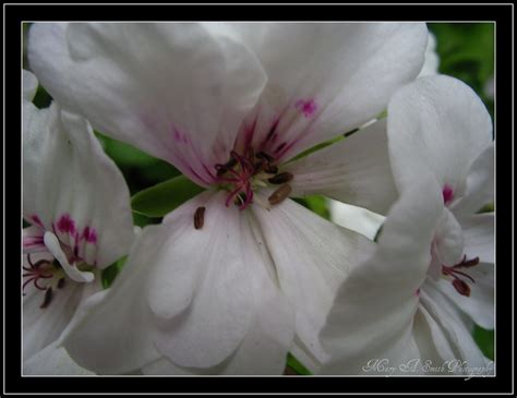 White Ivy Geranium Mary Flickr