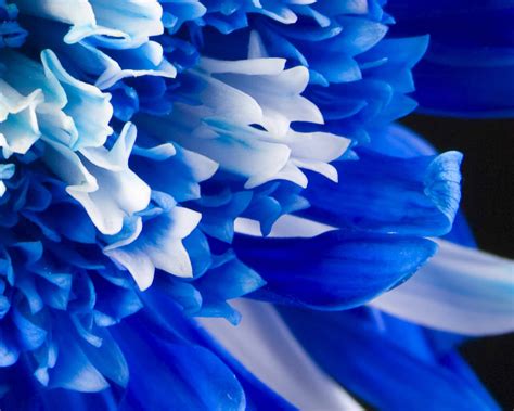 √ Blue Flower Background