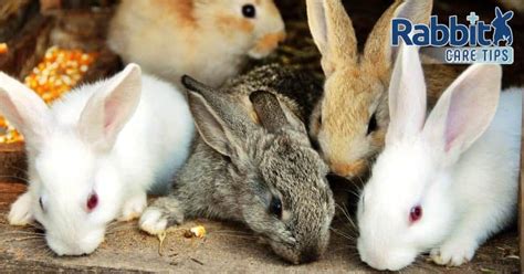 Best And Most Popular Pet Rabbit Breeds — Rabbit Care Tips