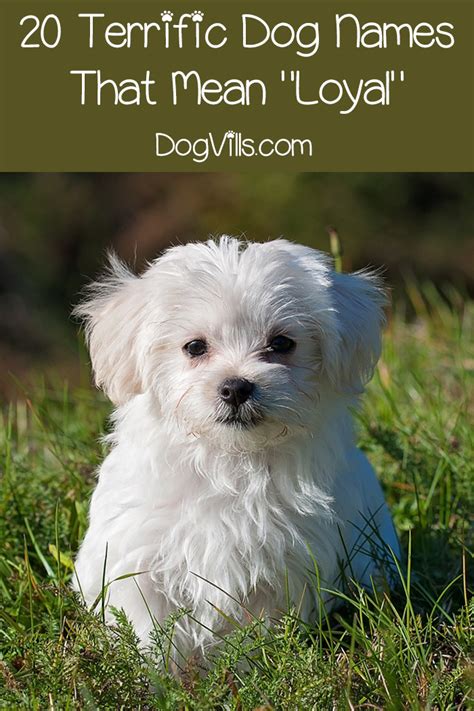 After adopting a new dog, you need a guidance to choose some exotic names for powerful pooch. 59 Fantastic Dog Names That Mean Loyal - http://www ...