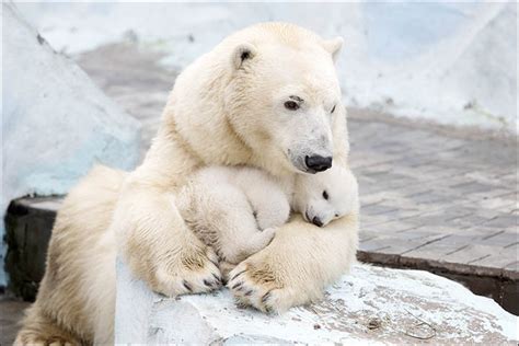 Veras Stunning Images Of Polar Bears Set To Feature On