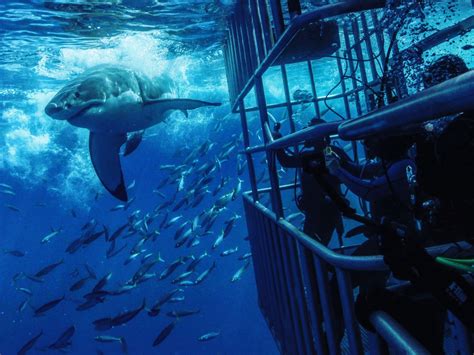 The Worlds Best Places To Shark Cage Dive Bluewater Dive Travel