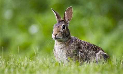 WHEN DID PEOPLE START KEEPING ANIMALS AS PETS? | Daily Mail Online