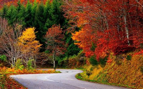Wallpaper Trees Landscape Colorful Forest Fall Nature Road