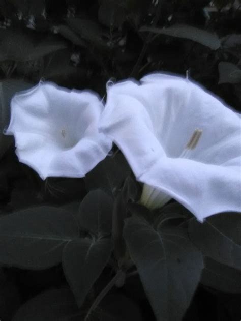 Maybe you would like to learn more about one of these? Moon flowers. Only blooms at night. Smells absolutely ...
