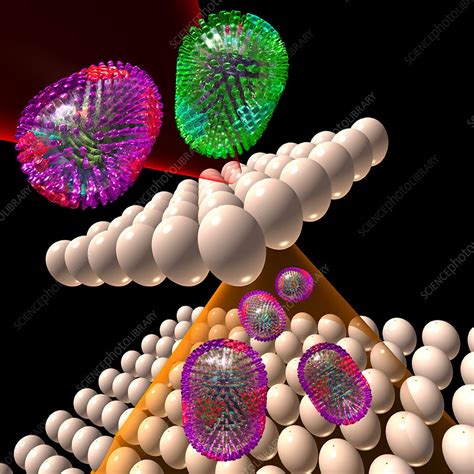 Dry coughs can be heard everywhere, complaints of aching muscles and tiredness increase and germs are. Influenza vaccine manufacture in eggs - Stock Image - G255 ...