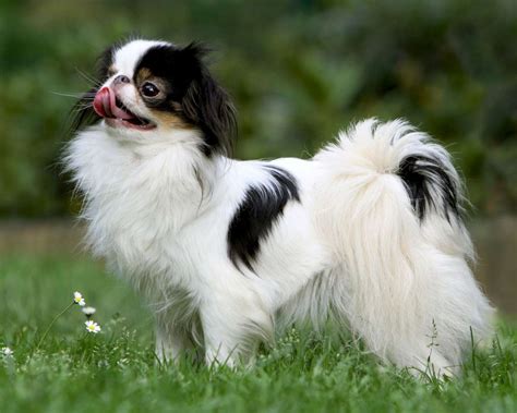 14 Mind Blowing Facts About Japanese Chin