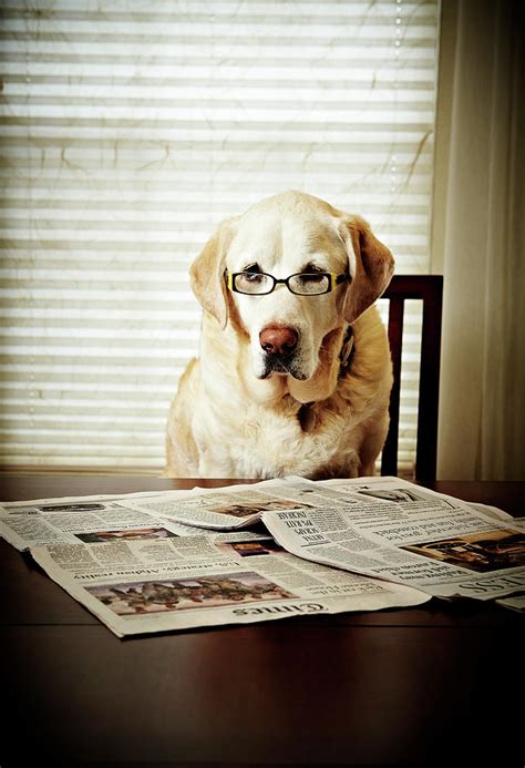 Dog Reading The Newspaper And Wearing Glasses Photograph By Tony Garcia