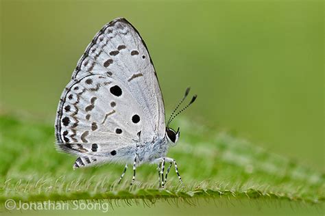 Butterflies Of Singapore Life History Of The Common Hedge Blue