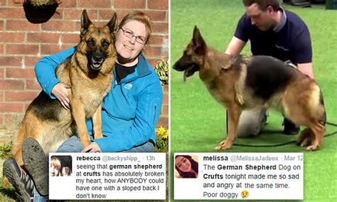 German Shepherd With A Sloped Back Wins Crufts 2016 Best Of Breed