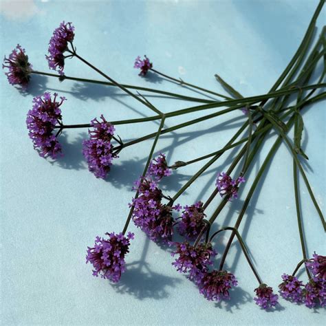 Purpletop Vervain Seeds Hudson Valley Seed Company