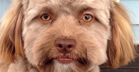 Dog With Human Face Is Driving The Internet Absolutely Insane Viraly