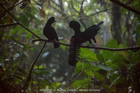 Minden Pictures - Long-wattled Umbrellabird (Cephalopterus penduliger 